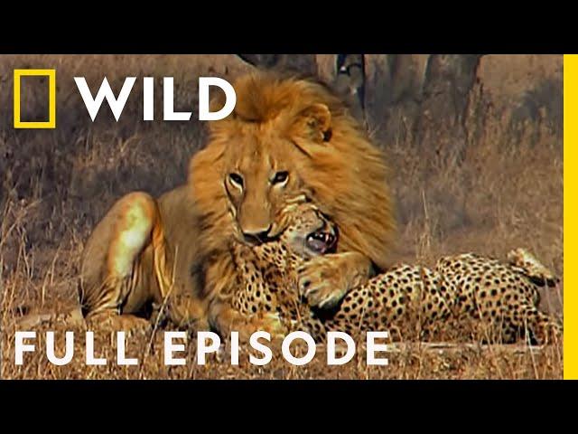 Male Lions Brutally Attack Cheetahs (Full Episode) | Cat Wars: Lion vs Cheetah | Serengeti