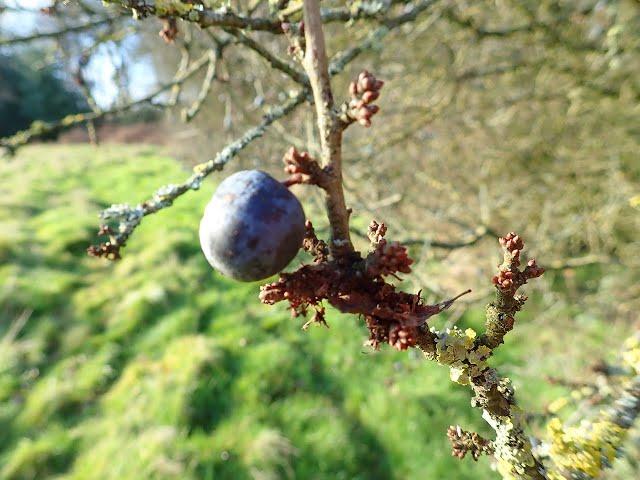 Lockdown day 13:  Blackthorn (Prunus spinosa)