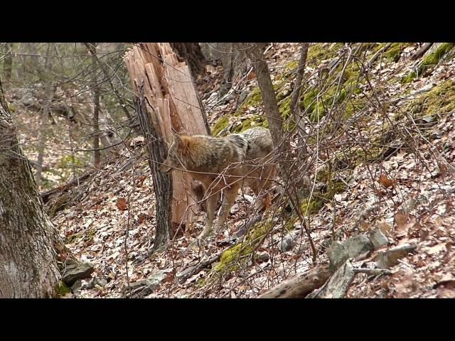 Eastern Coyotes of Mt Tom, Mass.