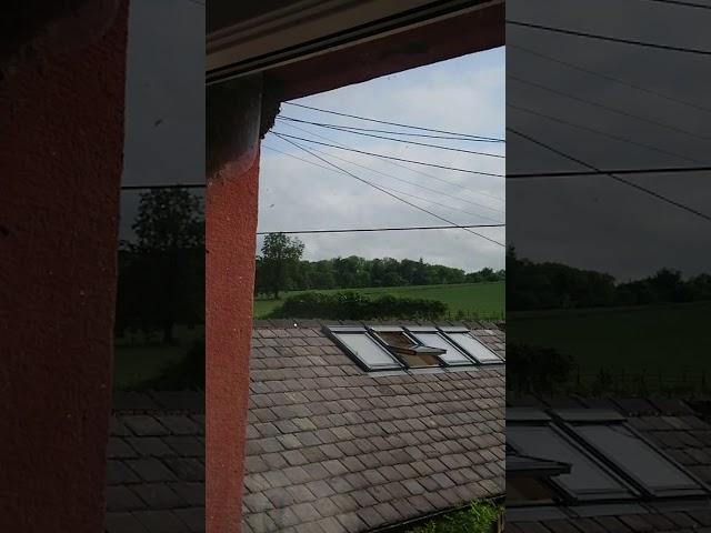 Housemartin hovering in slow motion.