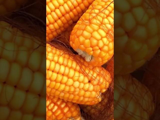 Ethanol Plant Setup
