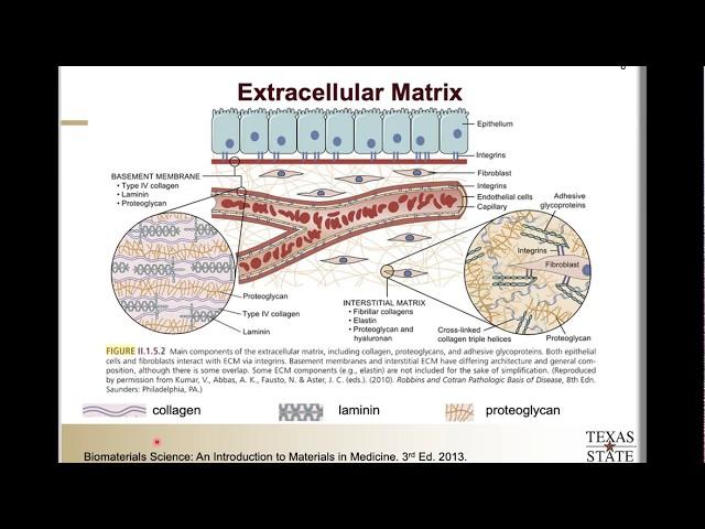 MSEC 7340, Tissue Eng, Slides 1 to 15, Intro & ECM
