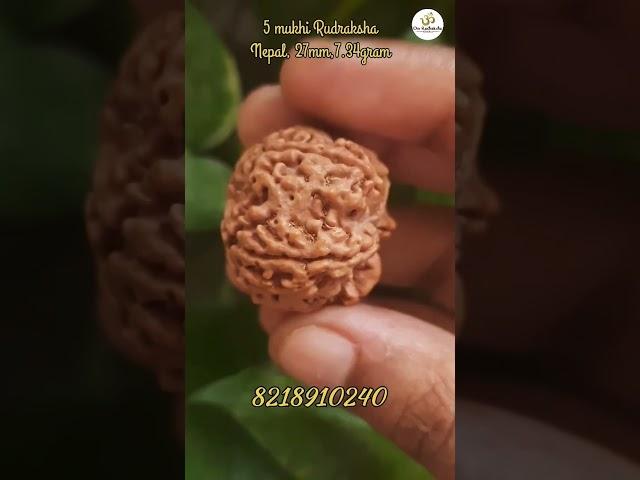 5 Mukhi Rudraksha#rudraksha #rudra #rudraksh #om #astro #viral #astrology