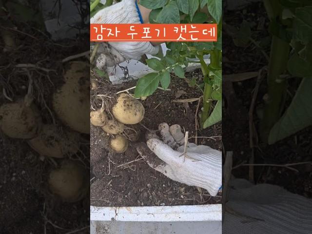 옥상 텃밭에서 감자 캣어요 #옥상텃밭 #소소한행복 #감자