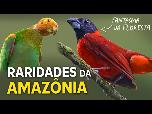 8 AVES FANTASMAS da AMAZÔNIA | RARIDADES da FLORESTA!