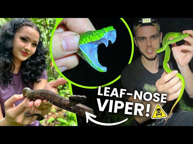 HUNTING PIT VIPERS IN SUMATRA