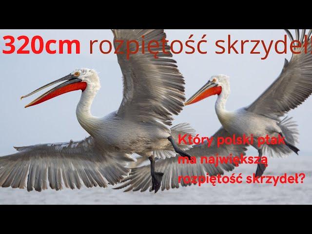 Który ptak ma największą rozpiętość skrzydeł ?