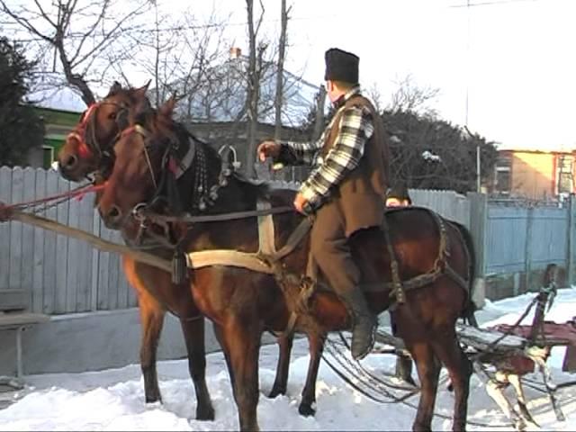 FOARTE INTERESANT!!! Sanie trasa de cai pe asfalt fara zapada 25 decembrie 2012