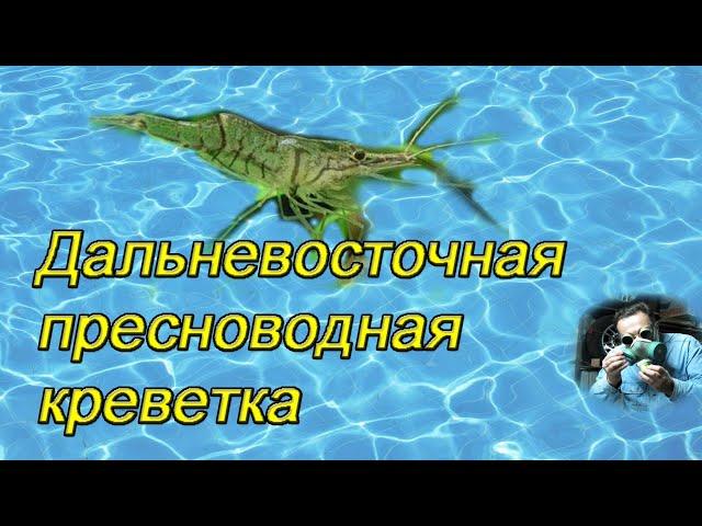 Дальневосточная пресноводная креветка в аквариуме. (PALAEMONETES SINENSIS)