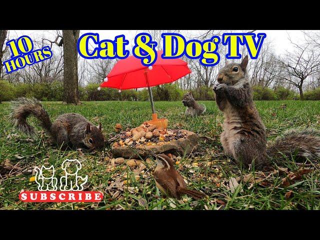 10-Hour Dog & Cat TV | Squirrels & Birds eat under tiny  | Finch, Dove  Cardinals Chickadees