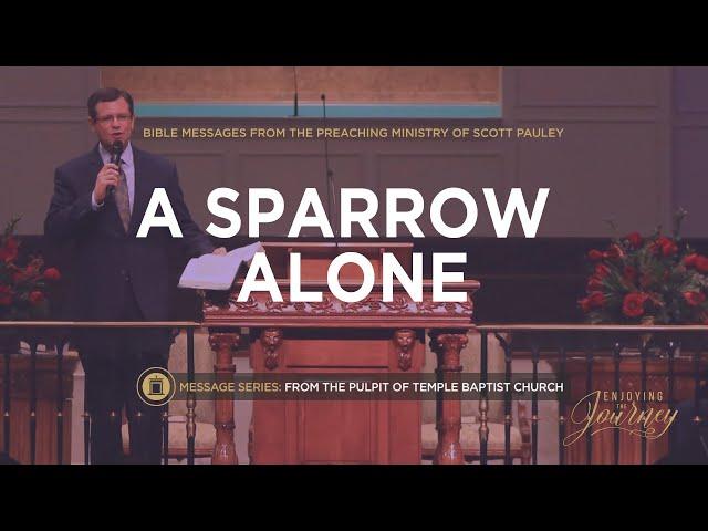 A Sparrow Alone