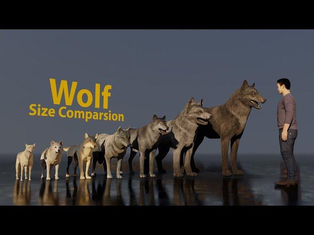 Wolf size comparsion