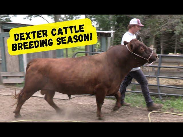 Dexter Cattle Breeding Season Bulls are Ready: Sorting Cows