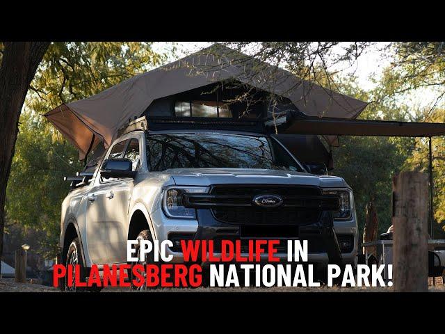 Epic Camping Adventure in the Pilanesberg National Park. Scenic Trails & Amazing wildlife!!