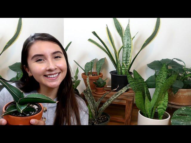 Popular Sansevieria Snake Plant Types For Your Houseplant Collection