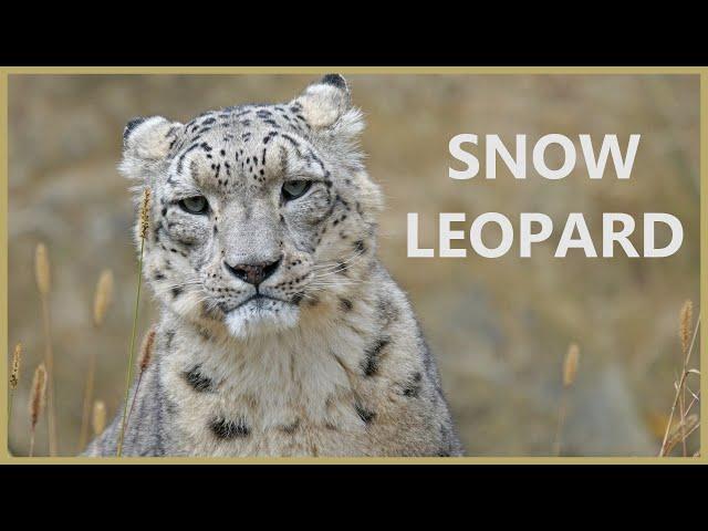 Snow leopard roar - the rarest of Himalayan animals. Mysterious sounds of a snow leopard.