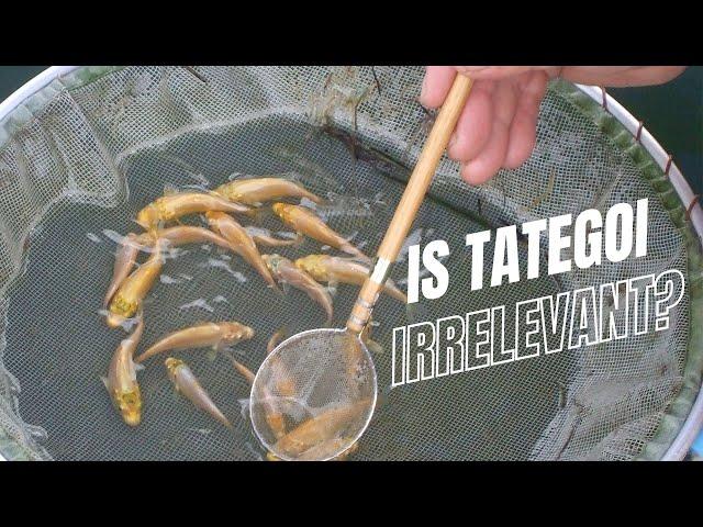 The Irrelevance of Tategoi | Understanding the Japanese Fish Selection Process