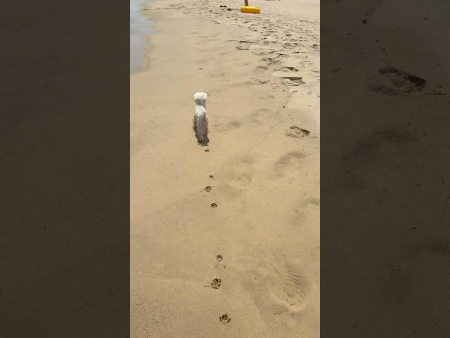 강아지와 바닷가 캠핑 #양양 #양양캠핑 바닷가보며 캠핑할수 있는 이 자리!선착순으로 가능한 캠핑장 . . 가격도 5천원!1박에