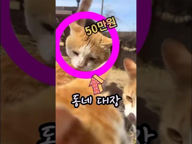 고양이로 돈벌기 참 쉽죠잉