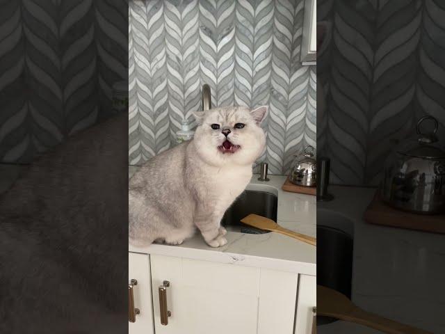 British cat brings his girlfriend on a table! Guilty kitty!
