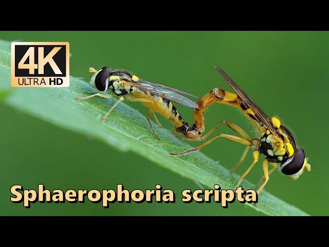 Long hoverfly (Sphaerophoria scripta)