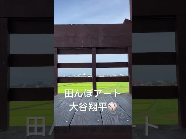 大谷翔平の生まれ故郷　岩手県奥州市の田んぼアートを見に来ました