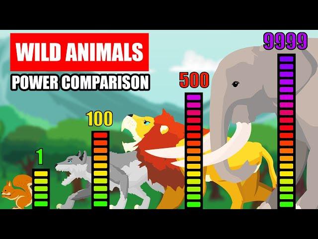 Wild Animals Power Comparison | Animal Animation