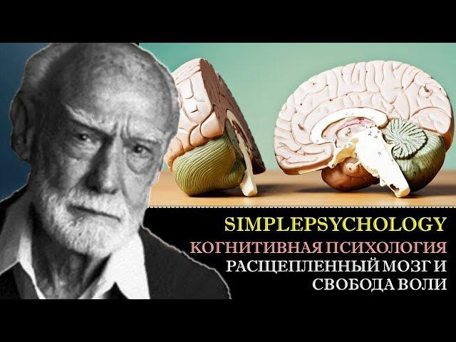 Когнитивная психология воли #75. Расщепленный мозг в экспериментах Сперри и свобода воли.