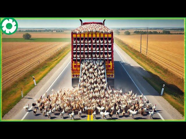 Transporting 11.1 M Chickens This Way - Biggest Heavy Equipment Machines | Agriculture Technology