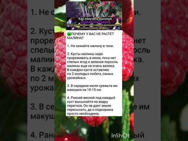 как повысить урожай малины