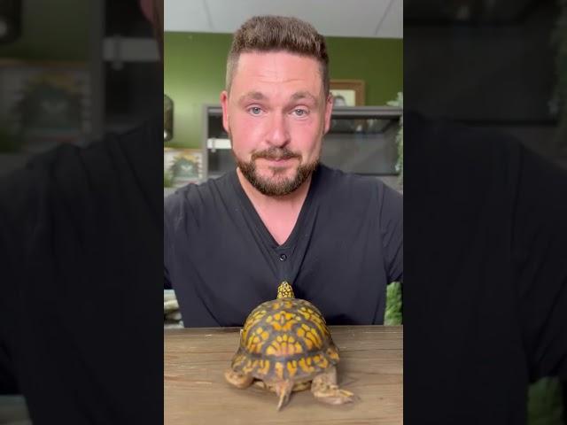 World’s Most Personable Turtle! #shorts