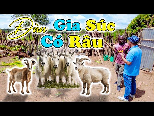 Đông Paulo || Anh Thư Ký Bản Mới Vui Mừng Khi Cả Bản Có Đàn “GIA SÚC CÓ RÂU” Lớn Chưa Từng Có ???