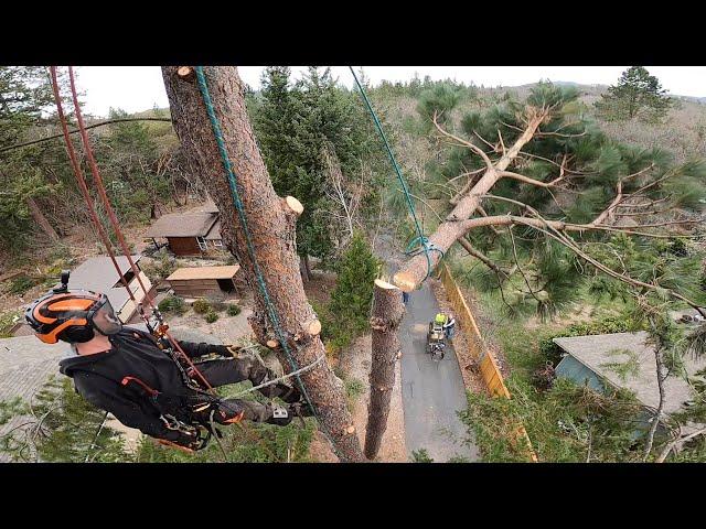 Basic Tools and Techniques for Tree Removal