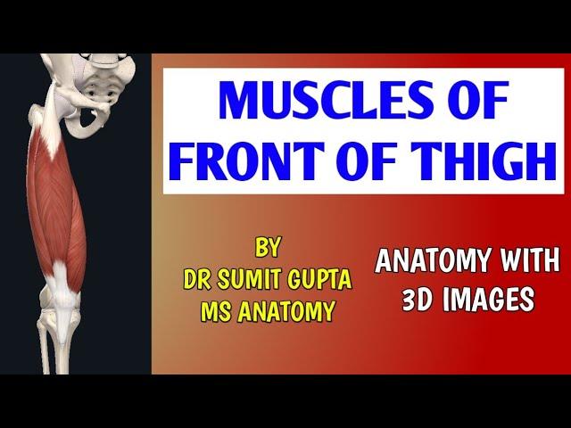 MUSCLES OF FRONT OF THIGH