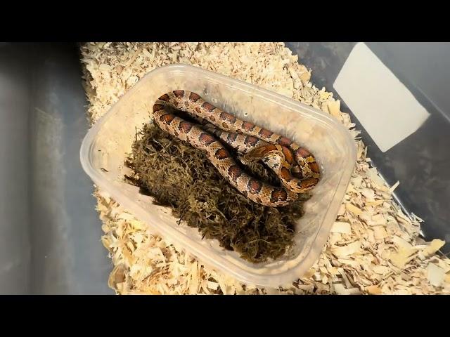 Rambling about snakes:  showing lots of snakes, postpartum boas + babies and marking for ID