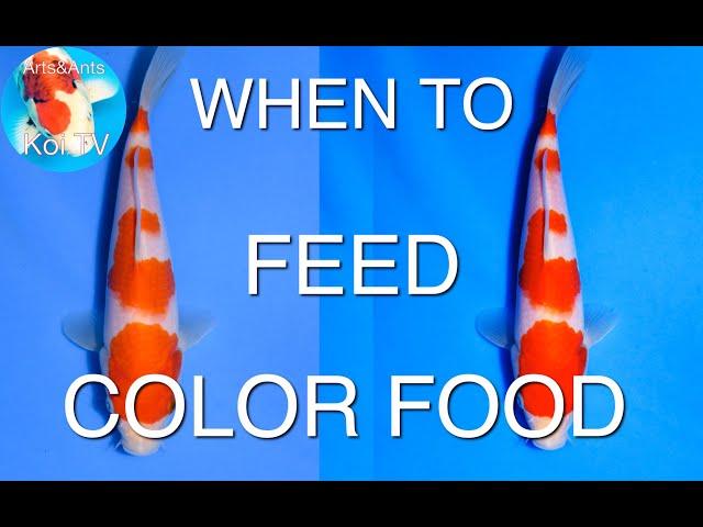 WHEN TO FEED YOUR KOI COLOR FOOD ? | KOI TV