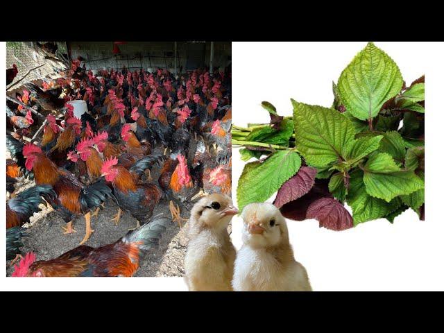 Raising chickens for meat and eggs - How to treat chicken diseases with herbs.