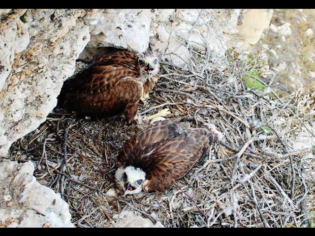 Five minutes documentary about Long-legged buzzard Nest -  Cyprus - by George Konstantinou