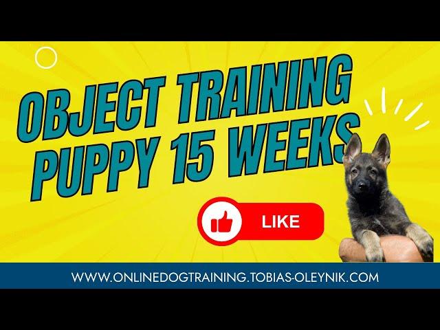 Object Training with 15 weeks old Puppy