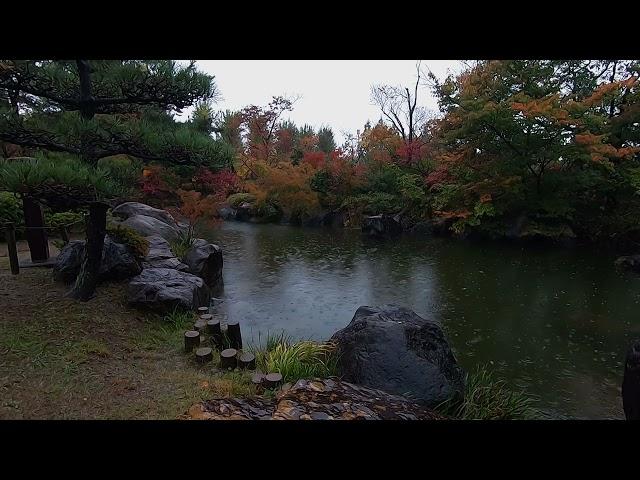 Relax in the autumn rain in Japanese gardens | Autumn rain in the garden sleep study