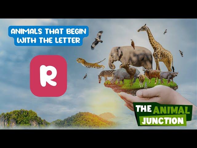 Animals That Start With R | The Animal Junction