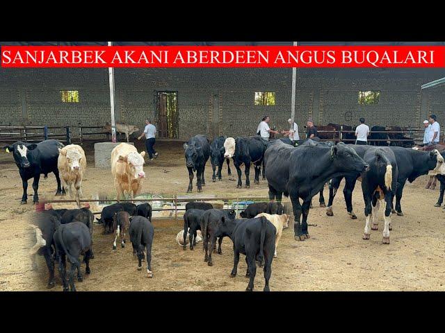 SANJARBEK AKANI ABERDEEN ANGUS BUQALARI UDARLARI KELDI NARXLAR BO’MBA