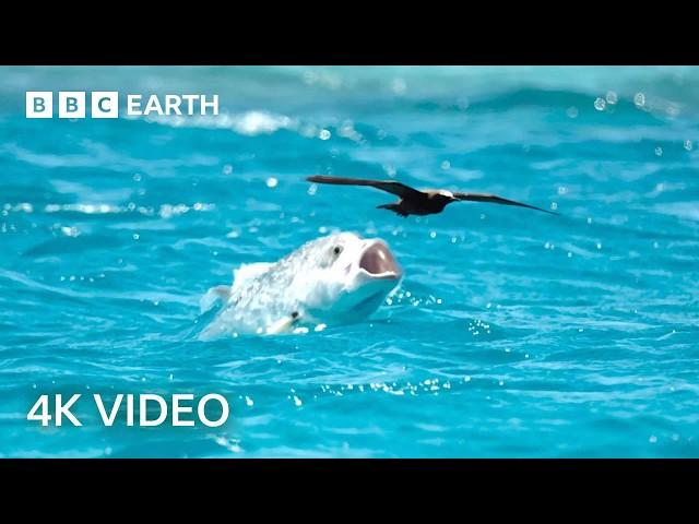 Natural Athletes: Wildlife in Motion | BBC Earth