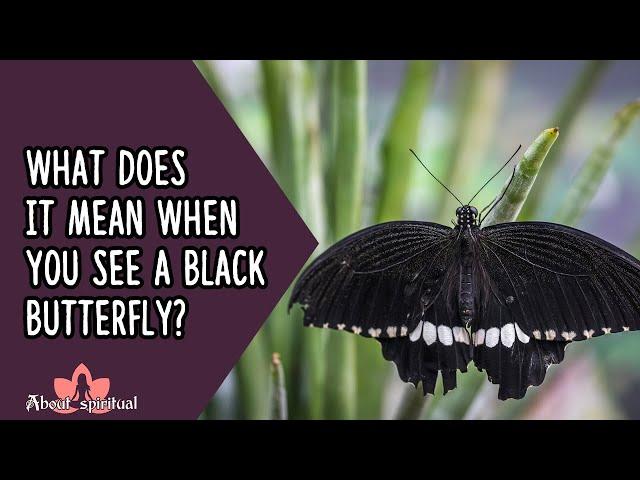 What Does It Mean When You See a Black Butterfly