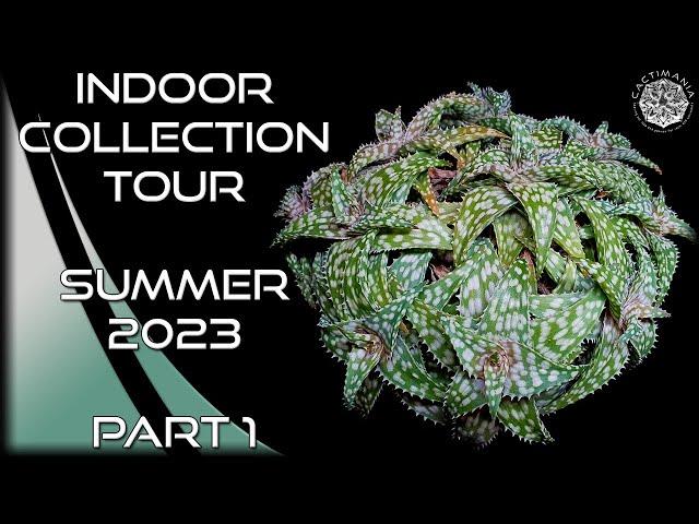 Cacti & Succulent Indoor Collection Tour | Summer 2023 Part 1 | #Cactus & #Succulents