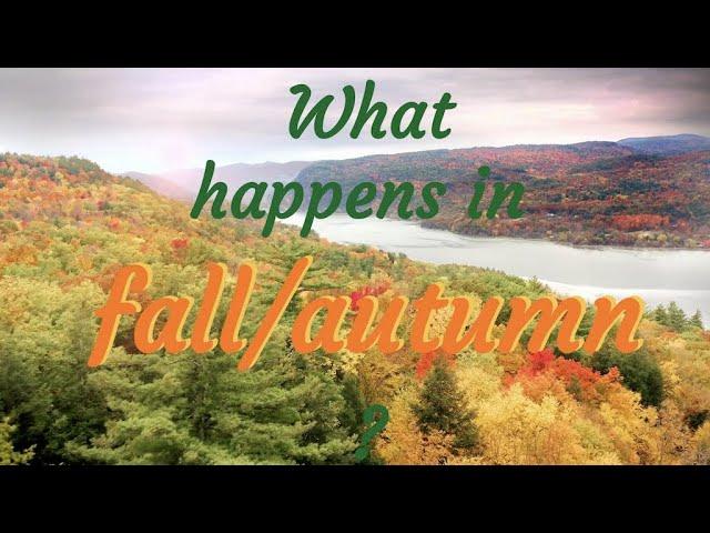 What happens in fall?