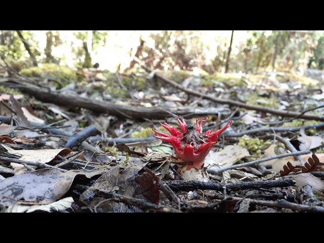 Fly feeding frenzy Aseroe rubra, Tasmania, Australia.