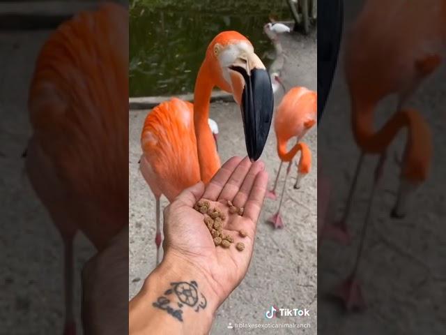 Feeding A Flock Of Beautiful Flamingos  #SHORTS