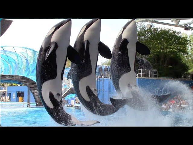 Orca Encounter (Full Show) - SeaWorld Orlando - April 8, 2021