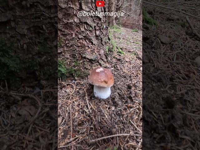 King Bolete,Boletus edulis #shorts #new #nature #forest #foryou #trending #pilze #wood #cèpes #wild